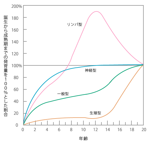 人間の神経発達